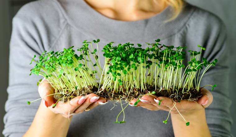 Microgreens and Sprouts