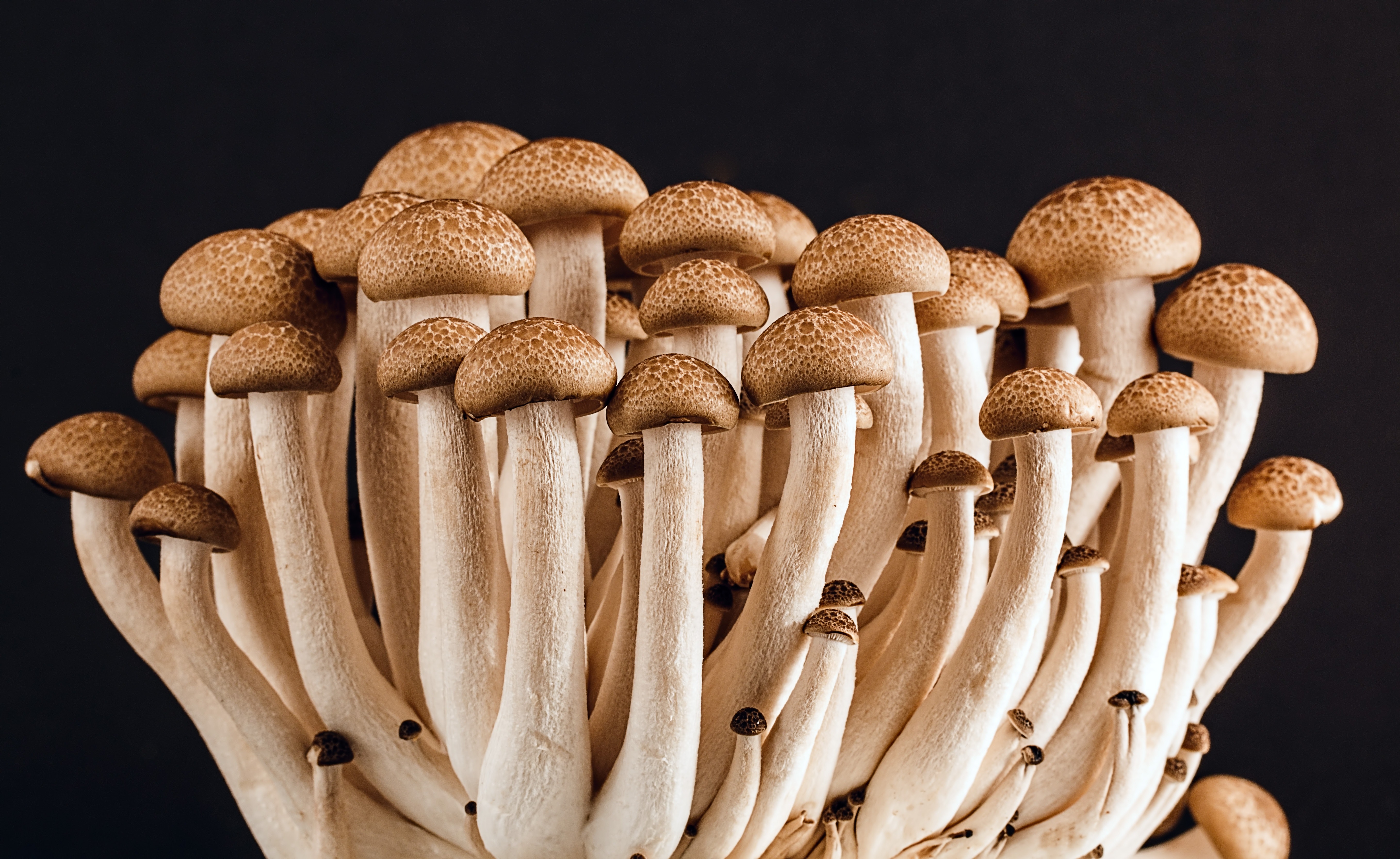 Mushrooms Growing Overview